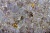 Bianco Quartz