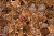 Australian Petrified Wood